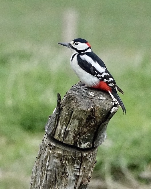 great spotted woodpecker